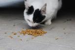Sucha karma dla kota Junior – jak zapewni mu zdrowe i smaczne posiki?